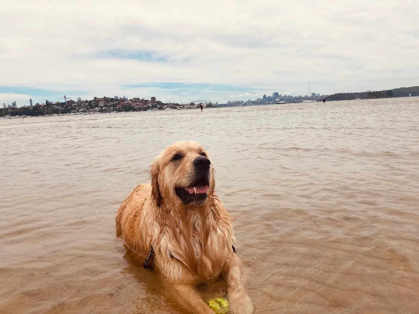 Off-Leash Dog Beaches in NSW: Where Dogs Can Run and Swim