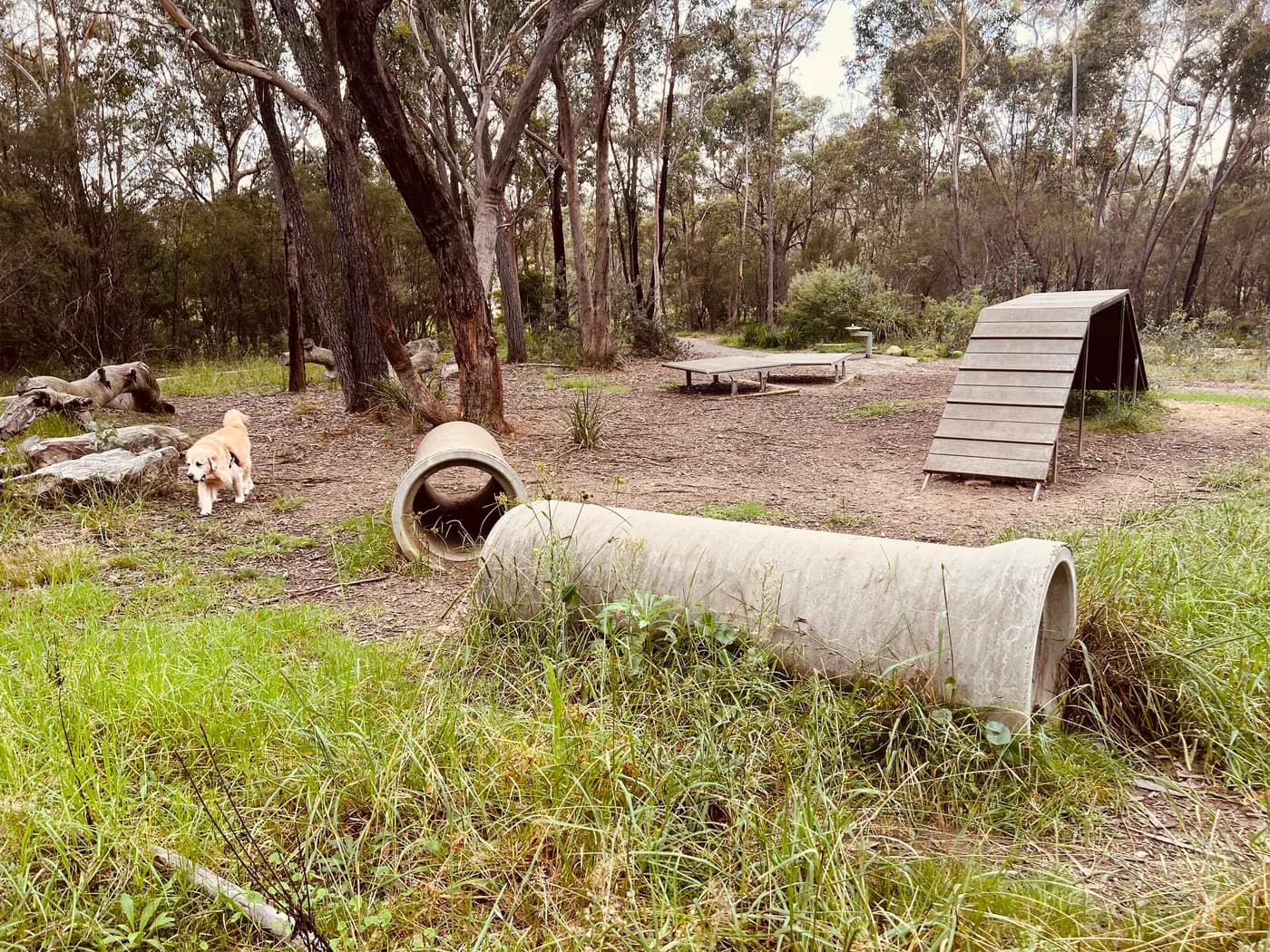 Off-Leash Dog Parks in NSW: Fenced, Ranked by What Dogs Actually Need
