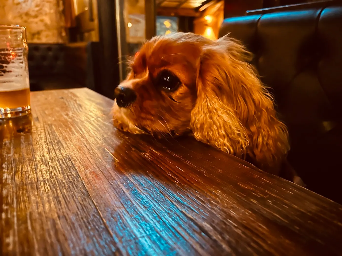 Best Dog-Friendly Pubs in NSW — for Dogs, Not Just Their Owners